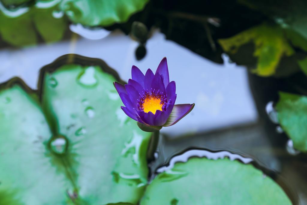 Village Love Homestay Hội An Buitenkant foto
